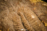 30133 - Beautiful 0.60 Inch Nangaops elongatus Early Cambrian Trilobite - China