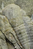 21106 - Rare Unidentified Asaphid Trilobite Lower Ordovician Fezouata Fm