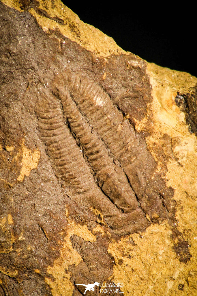 30133 - Beautiful 0.60 Inch Nangaops elongatus Early Cambrian Trilobite - China