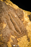 30133 - Beautiful 0.60 Inch Nangaops elongatus Early Cambrian Trilobite - China