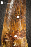 07135 -  Top Beautiful 3.61 Inch Spinosaurus Dinosaur Tooth Cretaceous