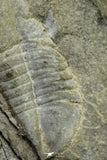 21106 - Rare Unidentified Asaphid Trilobite Lower Ordovician Fezouata Fm