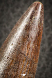07135 -  Top Beautiful 3.61 Inch Spinosaurus Dinosaur Tooth Cretaceous