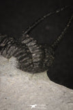 20044 - Top Well Prepared "Flying" 1.34 Inch Cyphaspis (Otarion) cf. boutscharafinense Devonian Trilobite