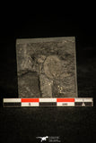 30134 - Top Rare Archegonus aprathensis German Carboniferous Trilobite