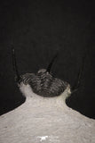 20044 - Top Well Prepared "Flying" 1.34 Inch Cyphaspis (Otarion) cf. boutscharafinense Devonian Trilobite