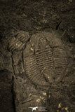 30134 - Top Rare Archegonus aprathensis German Carboniferous Trilobite