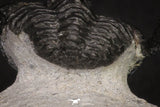 20044 - Top Well Prepared "Flying" 1.34 Inch Cyphaspis (Otarion) cf. boutscharafinense Devonian Trilobite