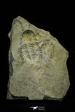 21106 - Rare Unidentified Asaphid Trilobite Lower Ordovician Fezouata Fm