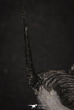 20044 - Top Well Prepared "Flying" 1.34 Inch Cyphaspis (Otarion) cf. boutscharafinense Devonian Trilobite