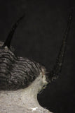 20044 - Top Well Prepared "Flying" 1.34 Inch Cyphaspis (Otarion) cf. boutscharafinense Devonian Trilobite