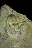 21106 - Rare Unidentified Asaphid Trilobite Lower Ordovician Fezouata Fm