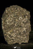 30135 - Top Rare Mortality Plate of Arthricocephalus Cambrian Trilobites - China