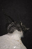 20044 - Top Well Prepared "Flying" 1.34 Inch Cyphaspis (Otarion) cf. boutscharafinense Devonian Trilobite