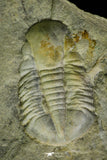 21106 - Rare Unidentified Asaphid Trilobite Lower Ordovician Fezouata Fm