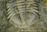 21106 - Rare Unidentified Asaphid Trilobite Lower Ordovician Fezouata Fm