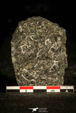 30135 - Top Rare Mortality Plate of Arthricocephalus Cambrian Trilobites - China