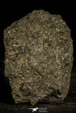 30135 - Top Rare Mortality Plate of Arthricocephalus Cambrian Trilobites - China