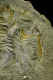 21106 - Rare Unidentified Asaphid Trilobite Lower Ordovician Fezouata Fm