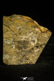 30136 - Rare 0.29 Inch Pterocephalia norfordi Upper Cambrian Trilobite - Canada