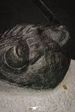 20045 - Top Well Prepared 2.25 Inch Hollardops merocristata Middle Devonian Trilobite