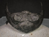 20045 - Top Well Prepared 2.25 Inch Hollardops merocristata Middle Devonian Trilobite