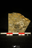 30136 - Rare 0.29 Inch Pterocephalia norfordi Upper Cambrian Trilobite - Canada