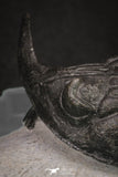 20045 - Top Well Prepared 2.25 Inch Hollardops merocristata Middle Devonian Trilobite