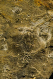 30136 - Rare 0.29 Inch Pterocephalia norfordi Upper Cambrian Trilobite - Canada