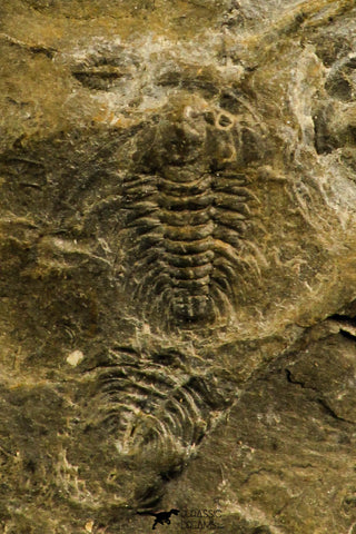 30136 - Rare 0.29 Inch Pterocephalia norfordi Upper Cambrian Trilobite - Canada