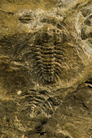 30136 - Rare 0.29 Inch Pterocephalia norfordi Upper Cambrian Trilobite - Canada