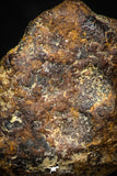 05385 - Agoudal Imilchil Iron IIAB Meteorite <1g ORIENTED Collector Grade