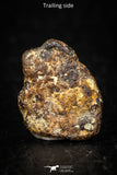 05385 - Agoudal Imilchil Iron IIAB Meteorite <1g ORIENTED Collector Grade