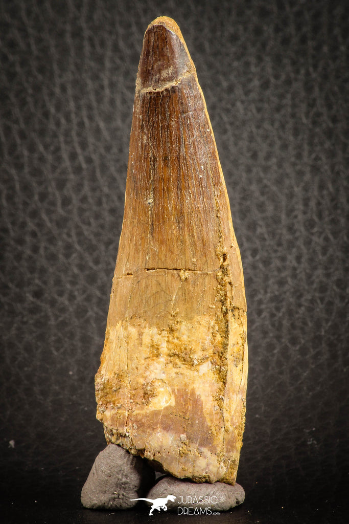07138 - Beautiful 2.93 Inch Spinosaurus Dinosaur Tooth Cretaceous