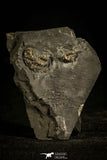 30137 - Extremely Rare 0.57 Inch Pyritized Weberides Carboniferous Trilobite - UK