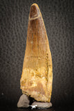 07138 - Beautiful 2.93 Inch Spinosaurus Dinosaur Tooth Cretaceous
