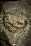 30137 - Extremely Rare 0.57 Inch Pyritized Weberides Carboniferous Trilobite - UK