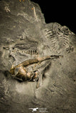 30137 - Extremely Rare 0.57 Inch Pyritized Weberides Carboniferous Trilobite - UK