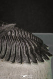 20045 - Top Well Prepared 2.25 Inch Hollardops merocristata Middle Devonian Trilobite