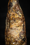 05385 - Agoudal Imilchil Iron IIAB Meteorite <1g ORIENTED Collector Grade