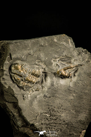 30137 - Extremely Rare 0.57 Inch Pyritized Weberides Carboniferous Trilobite - UK