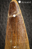 07138 - Beautiful 2.93 Inch Spinosaurus Dinosaur Tooth Cretaceous