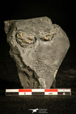30137 - Extremely Rare 0.57 Inch Pyritized Weberides Carboniferous Trilobite - UK