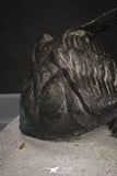 20045 - Top Well Prepared 2.25 Inch Hollardops merocristata Middle Devonian Trilobite