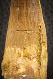 07138 - Beautiful 2.93 Inch Spinosaurus Dinosaur Tooth Cretaceous