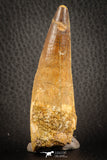07138 - Beautiful 2.93 Inch Spinosaurus Dinosaur Tooth Cretaceous
