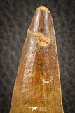07138 - Beautiful 2.93 Inch Spinosaurus Dinosaur Tooth Cretaceous