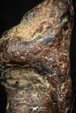 05386 - Agoudal Imilchil Iron IIAB Meteorite <1g ORIENTED Collector Grade