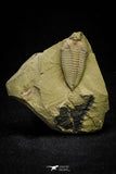 21108 - Museum Grade Bavarilla zemmourensis with Preserved Antennae Lower Ordovician Trilobite