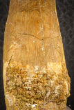 07138 - Beautiful 2.93 Inch Spinosaurus Dinosaur Tooth Cretaceous